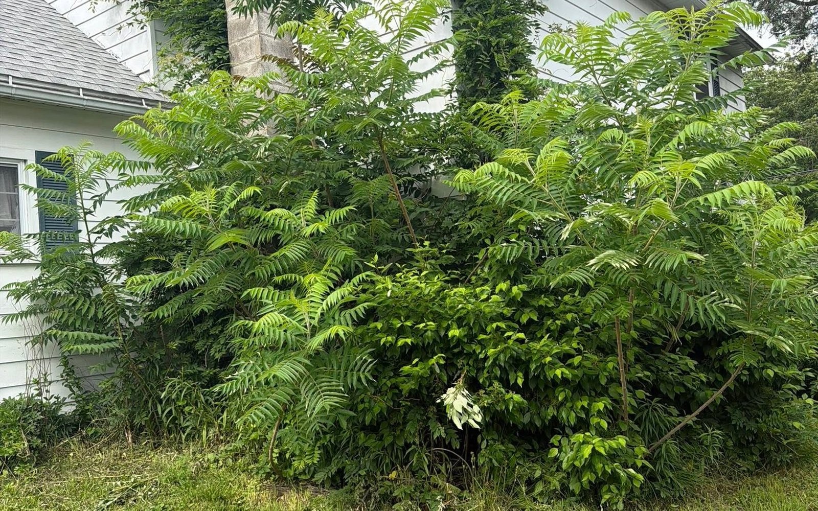 Overgrown property before landscaping cleanup