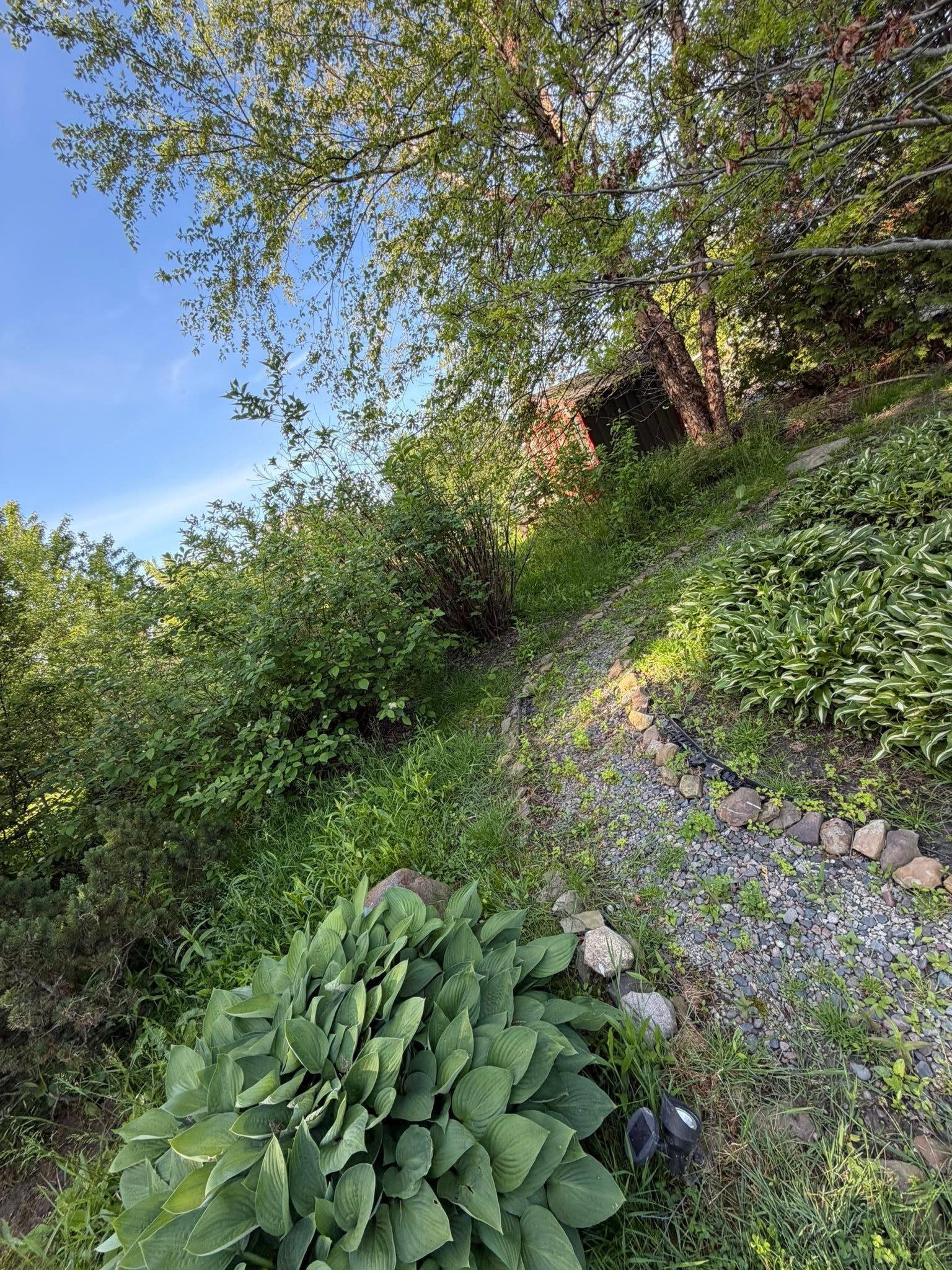Landscape bed before restoration